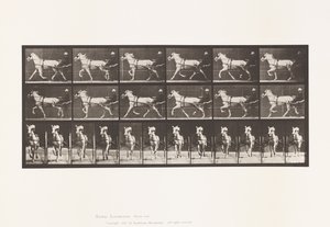 Tallerken 610. Trav; Sulky; Grå Hoppe, Katydid af Eadweard Muybridge