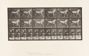 Tallerken 611. Trav; Sulky; Grå Hoppe, Katydid af Eadweard Muybridge