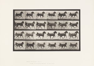 Tallerken 613. Trav; Sulky; Sorrel Hoppe Nellie Rose af Eadweard Muybridge