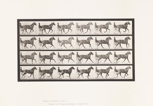 Tallerken 614. Trav; Bryde til Galop; Sorrel Hoppe Flode Holden af Eadweard Muybridge