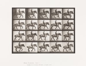 Tavle 615. Galop: Barrygget; Mørkegrå belgisk hest Hansel af Eadweard Muybridge