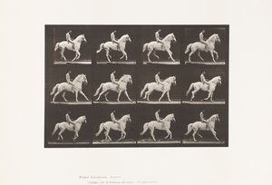 Tavle 617. Galop; Bareback; Rytter, 106, nøgen; White Horse Clinton, 1885 af Eadweard Muybridge