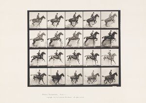 Plade 640. Springer en Hurdle; Sadel; Bay Horse Daisy af Eadweard Muybridge