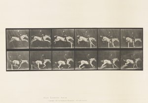 Tavle 641. Springer en Hurdle; Sadel; Banke over hurdle og af Eadweard Muybridge