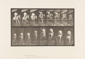 Tavle 644. Springer en Hurdle; Sadel; Rydning og landing af Eadweard Muybridge