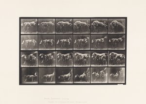 Tavle 648. Springer over tre Heste; A,B; Chestnut Horse Hornet af Eadweard Muybridge