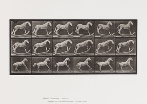 Plade 649.A, Hornet, Rocking; B, ørn, rullende tønde osv. af Eadweard Muybridge