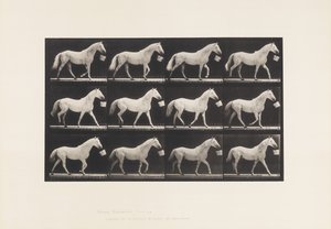 Tallerken 650. Går med en spand i munden; Lysegrå Hest af Eadweard Muybridge