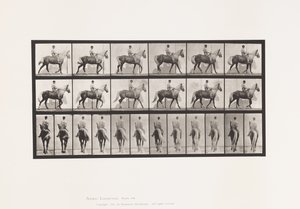 Tavle 653. Gang; Sadel; Halm, højre forfod; Heste-Buckskin af Eadweard Muybridge