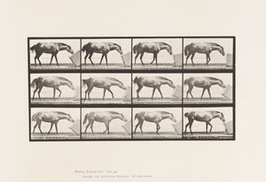 Tallerken 657. Rulning af en Æske; Pony, Lotta af Eadweard Muybridge