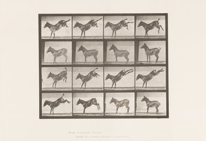 Tallerken 658. Muldyr; A, sparker; B, sparker Ruth af Eadweard Muybridge