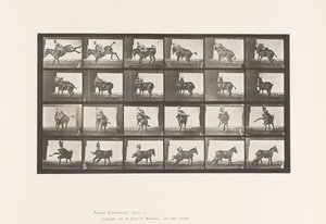 Tallerken 661. Muldyr; A, B, Et Ildfast Dyr Ruth af Eadweard Muybridge