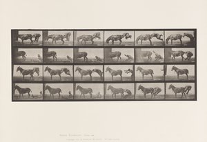 Tallerken 663. Muldyr; A, B, A Ildfast dyr Denver af Eadweard Muybridge