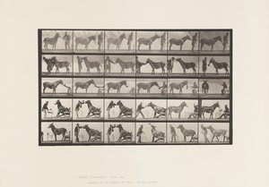 Tallerken 664. Muldyr; Forskellige forestillinger; ved et bord osv. af Eadweard Muybridge
