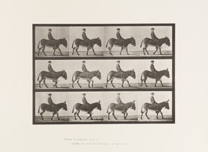 Tallerken 665. Ass; Gåture; Bareback; en dreng, der rider, Jennie af Eadweard Muybridge