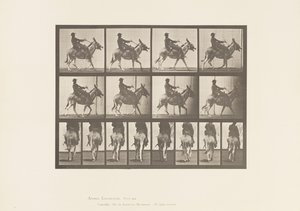 Tavle 668. Ass; Ambling; Sadel; En dreng rider, Zoo af Eadweard Muybridge
