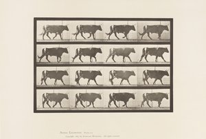 Plade 669. Okse; Gåture af Eadweard Muybridge