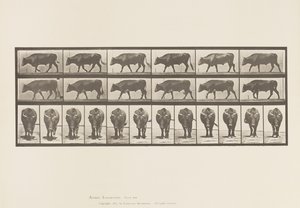 Plade 670. Okse; Gåture af Eadweard Muybridge