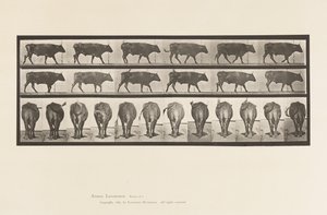 Plade 671. Okse; Gåture af Eadweard Muybridge