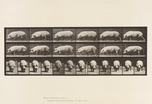 Tavle 673. So; Gåture af Eadweard Muybridge