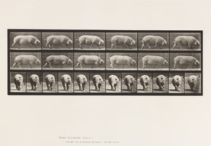Tavle 674. So; Gåture af Eadweard Muybridge