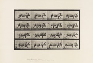 Tavle 675. So; Trav af Eadweard Muybridge