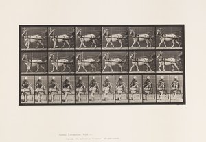 Tavle 677. Ged; Gåtur i Sulky af Eadweard Muybridge