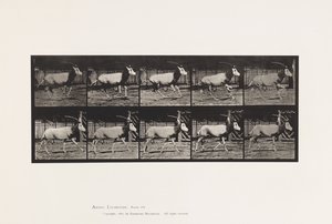 Tallerken 680. Orex; Galoperende af Eadweard Muybridge