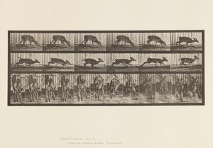 Tavle 681. Virginia Deer; (Ingen gevir) Buck Walking af Eadweard Muybridge