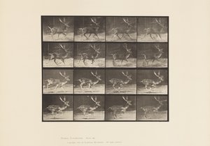 Tavle 682. Brak; Buck; A, Trav; B, Galoperende af Eadweard Muybridge
