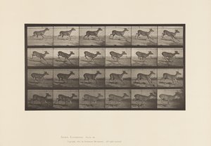 Tavle 683. Virginia Deer; (Ingen Gevir); Buck; Galoperende af Eadweard Muybridge