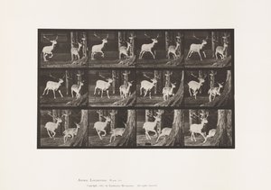 Tavle 686. Dåhjort; Buck and Doe; Galoperende af Eadweard Muybridge