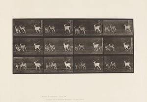 Tavle 687. Dåhjort; Buck and Group of Does; Galoperende af Eadweard Muybridge