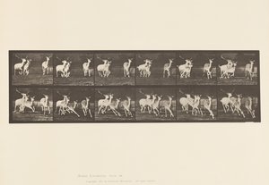 Tavle 688. Dåhjort; Buck and Group of Does; Galoperende af Eadweard Muybridge
