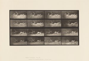 Tavle 689. Dåhjort; A, B, Buck og gruppe af gører; Galoperende af Eadweard Muybridge