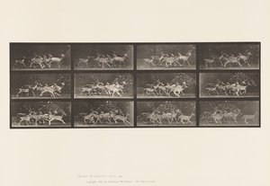 Tavle 690. Dåhjort; Buck and Group of Does; Forskellige Bevægelser af Eadweard Muybridge