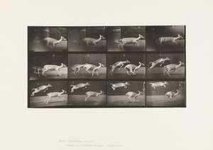 Tavle 691. Dådyr; Doe; Galoperende; og Kid; Hoppe af Eadweard Muybridge