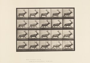 Tavle 692. Elg, Trav af Eadweard Muybridge