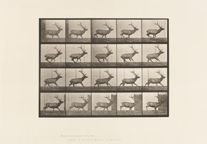 Tavle 693. Elg, Galoperende af Eadweard Muybridge
