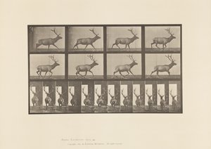 Tavle 694. Elg, Galoperende af Eadweard Muybridge