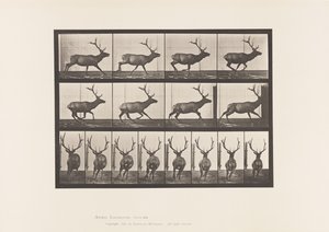 Tavle 695. Elg, Galoperende af Eadweard Muybridge