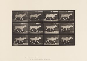 Tavle 696. Eland, Trav af Eadweard Muybridge