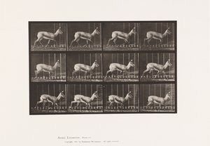 Tavle 697. Antilope; Trav af Eadweard Muybridge