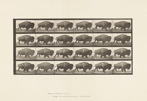 Tallerken 699. Bøffel; Gåture af Eadweard Muybridge
