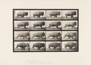 Tallerken 700. Bøffel; Galoperende af Eadweard Muybridge