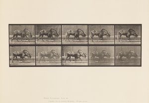 Plade 701. Gnu; Gåture af Eadweard Muybridge