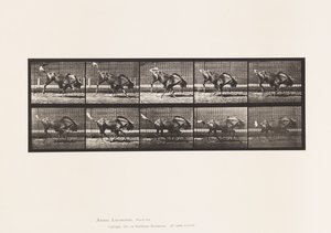 Plade 702. Gnu; Bukning og galop af Eadweard Muybridge