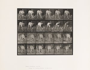 Tavle 703. Hund; Gåture; Afbrudt Mastiff-Dread af Eadweard Muybridge
