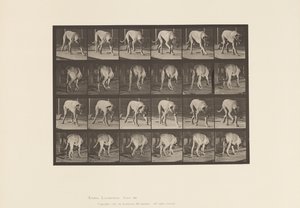 Tavle 704. Hund; Gåture; Mastiff af Eadweard Muybridge