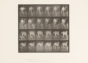 Tavle 705. Hund; Trav; Mastiff af Eadweard Muybridge